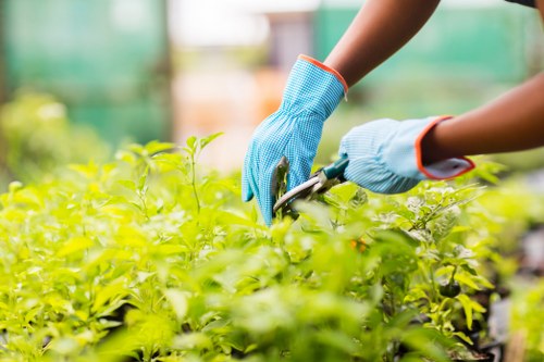 Healthy lawn care in Victoria gardens