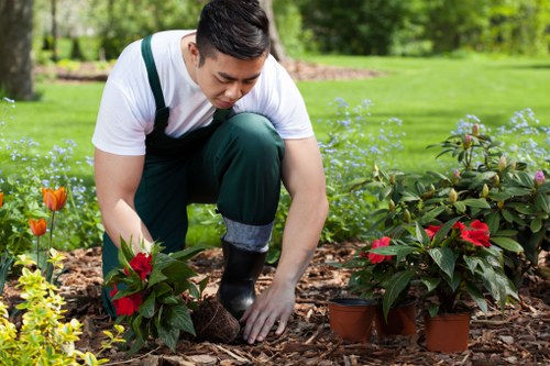 Gardener trimming hedges during optimal season
