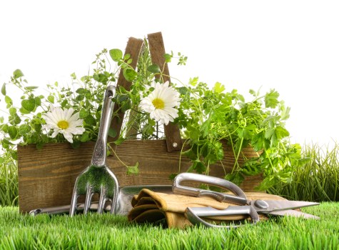 Different types of grass suitable for Victoria